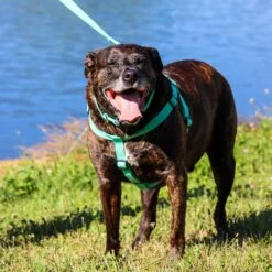 New Earth Soy Comfort Wrap Adjustable Dog Harness -PetSafe Kong Shop 648414 PT2. AC SS1800 V1664919777