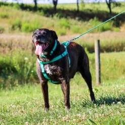 New Earth Soy Comfort Wrap Adjustable Dog Harness -PetSafe Kong Shop 648414 PT3. AC SS1800 V1664921068