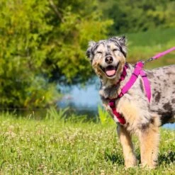 New Earth Soy Dog Leash 6 New Earth Soy Dog Leash -PetSafe Kong Shop 648446 PT2. AC SS1800 V1664919838