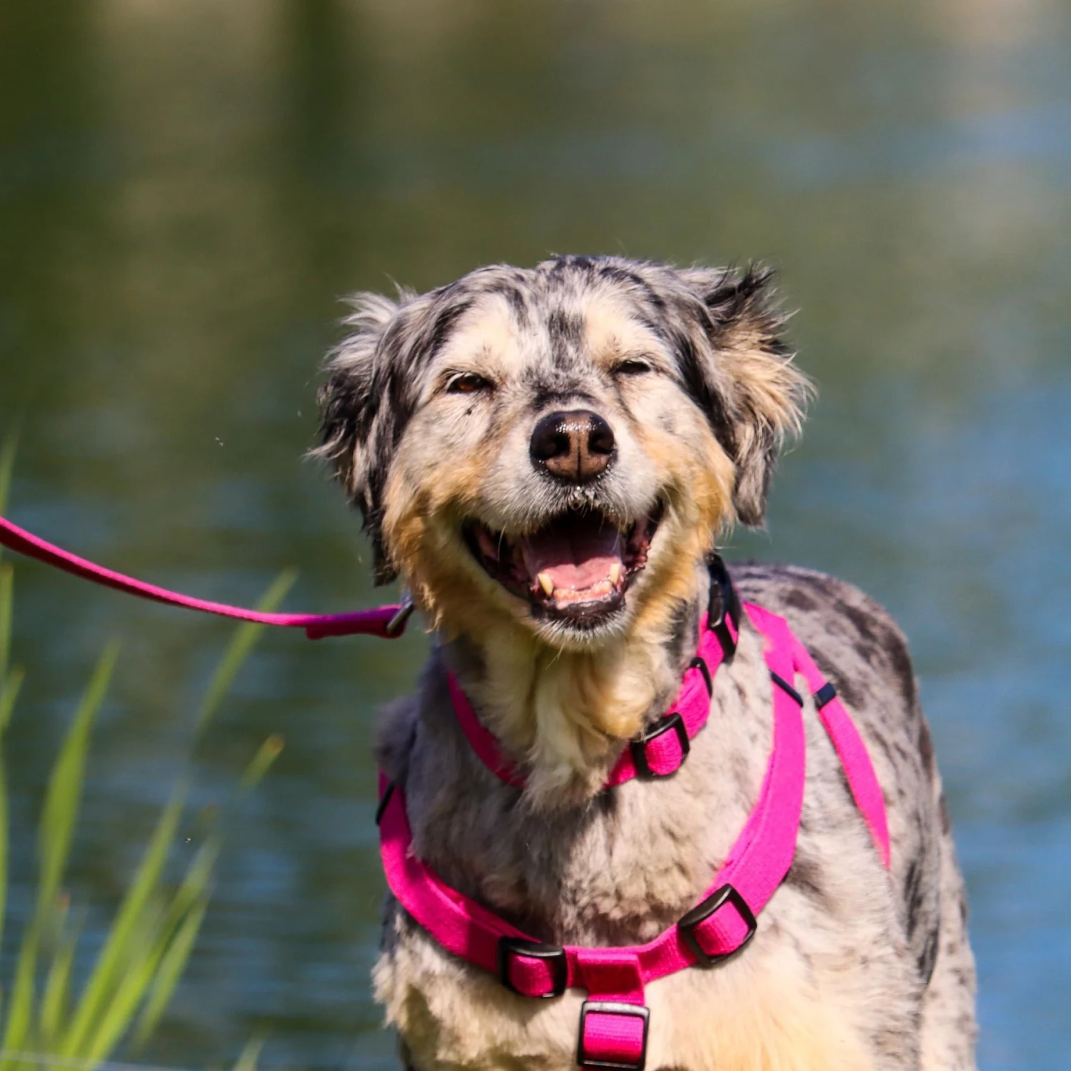 New Earth Soy Dog Leash 4 New Earth Soy Dog Leash - Image 4