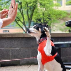 Sublime Reversible Dog Harness -PetSafe Kong Shop 649166 PT3. AC SS1800 V1664982269