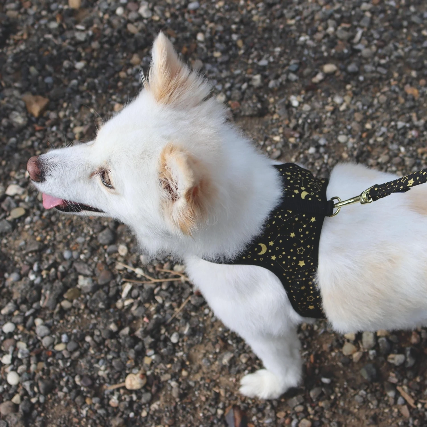 Accent Fashion Metallic Adjustable Dog Harness 5 Accent Fashion Metallic Adjustable Dog Harness - Image 5