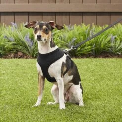 Four Paws Comfort Control Dog Harness -PetSafe Kong Shop 65328 PT4. AC SS1800 V1575426185