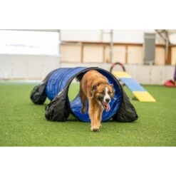 Better Sporting Dogs 10-ft Agility Tunnel With Sandbag Dog Toy, Blue -PetSafe Kong Shop 661774 PT6. AC SS1800 V1665438290