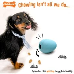 Nylabone Creative Play Eggi Dog Treat Toy, Blue, Large -PetSafe Kong Shop 665686 PT2. AC SS1800 V1679081587