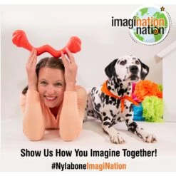 Nylabone Creative Play Eggi Dog Treat Toy, Blue, Large -PetSafe Kong Shop 665686 PT7. AC SS1800 V1679080654