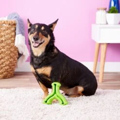 PetSafe Kong Shop -PetSafe Kong Shop 66617 PT1. AC SS1800 V1559593025