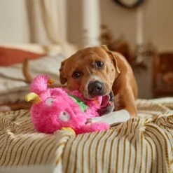 Frisco Halloween Zany Monster Muscle Plush Squeaky Dog Toy -PetSafe Kong Shop 668166 PT3. AC SS1800 V1689271301