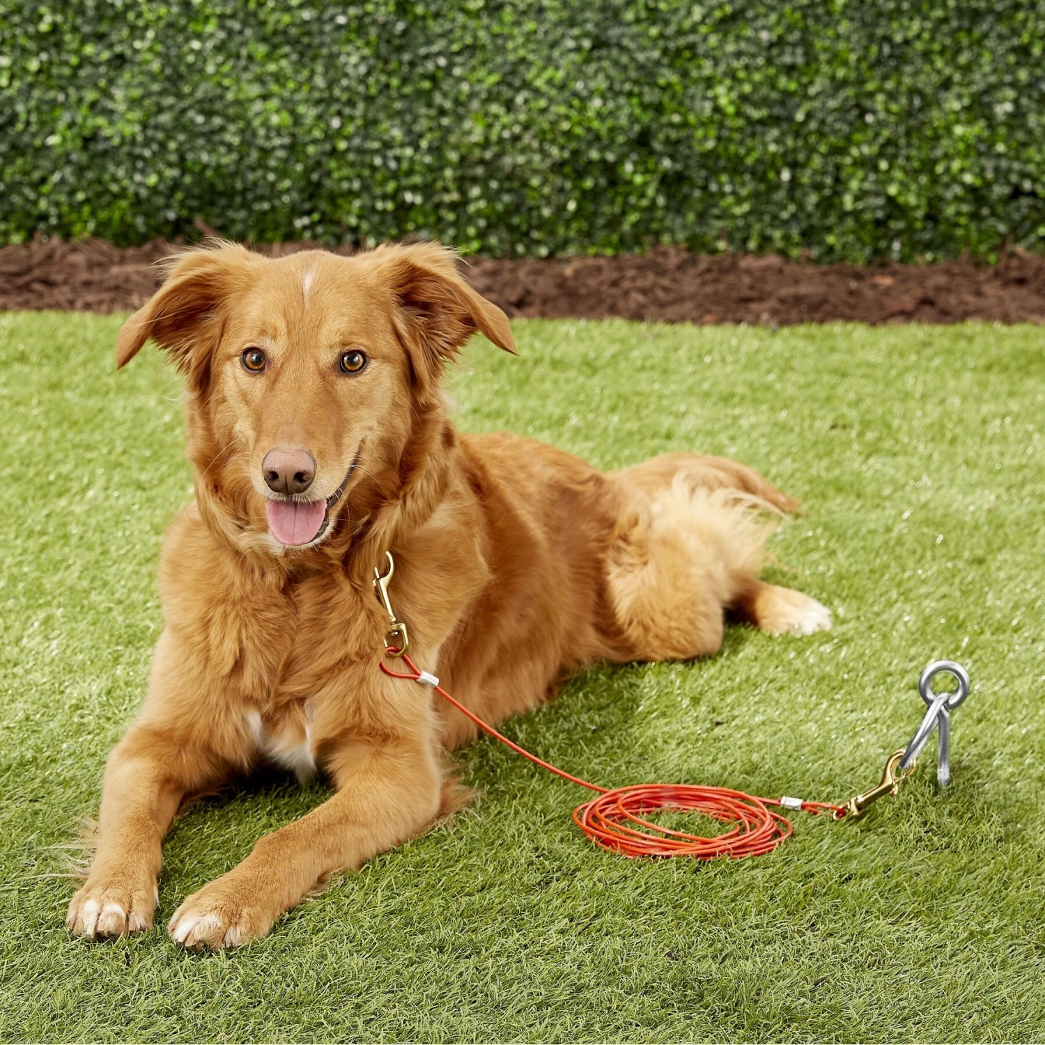 Four Paws Puppy Tie Out Cable 7 Four Paws Puppy Tie Out Cable - Image 7