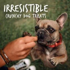 OUT! Disposable Male Dog Wraps & Fruitables Crispy Bacon & Apple Flavor Dog Treats -PetSafe Kong Shop 678198 PT8. AC SS1800 V1667597512