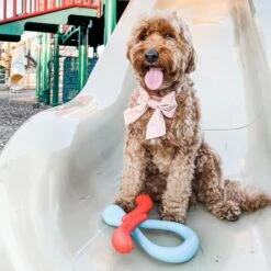 Nylabone Creative Play Tuug & Springa Interactive Dog Toy Bundle -PetSafe Kong Shop 684878 PT2. AC SS1800 V1679081581