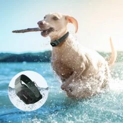 PATPET P920B Outdoor Dedicated 1300M Remote Dog Training Collar, Dark Green, 2 Count -PetSafe Kong Shop 686254 PT3. AC SS1800 V1666652514