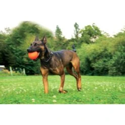 Ruff Dawg Ball Dog Toy, Assorted Colors, XX-Large -PetSafe Kong Shop 696726 PT2. AC SS1800 V1669235063