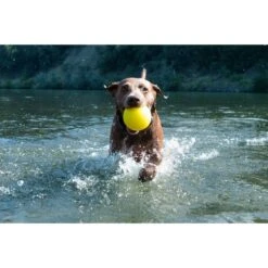 Ruff Dawg Ball Dog Toy, Assorted Colors, XX-Large -PetSafe Kong Shop 696726 PT3. AC SS1800 V1669233734