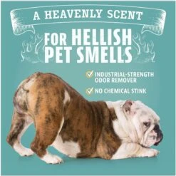 Angry Orange RTU Orange Scented Carpet Odor Eliminator, 128-oz Bottle -PetSafe Kong Shop 697982 PT6. AC SS1800 V1670011703