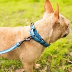 Leashboss Patterned Fabric Martingale Dog Collar -PetSafe Kong Shop 698566 PT5. AC SS1800 V1669929518