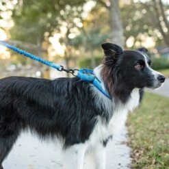 Leashboss Patterned Fabric Martingale Dog Collar -PetSafe Kong Shop 698566 PT6. AC SS1800 V1669991727