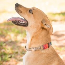 Leashboss Chain Martingale Dog Collar 10 Leashboss Chain Martingale Dog Collar -PetSafe Kong Shop 698742 PT4. AC SS1800 V1669946125