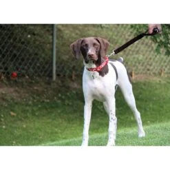 Leashboss Traffic Handle Short Dog Leash 10 Leashboss Traffic Handle Short Dog Leash -PetSafe Kong Shop 699110 PT4. AC SS1800 V1669942059