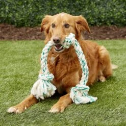 Booda Fresh N Floss Spearmint 3-Knot Rope Dog Toy -PetSafe Kong Shop 70578 PT2. AC SS1800 V1545172323