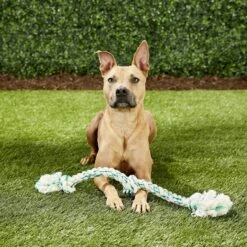 Booda Fresh N Floss Spearmint 3-Knot Rope Dog Toy -PetSafe Kong Shop 70578 PT4. AC SS1800 V1545172330