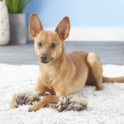 Booda Multi Color 2-Knot Rope Bone Dog Toy -PetSafe Kong Shop 70593 PT3. AC SS1800 V1545172474