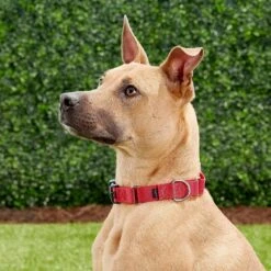 PetSafe Quick Snap Buckle Nylon Martingale Dog Collar -PetSafe Kong Shop 70814 PT6. AC SS1800 V1526325734