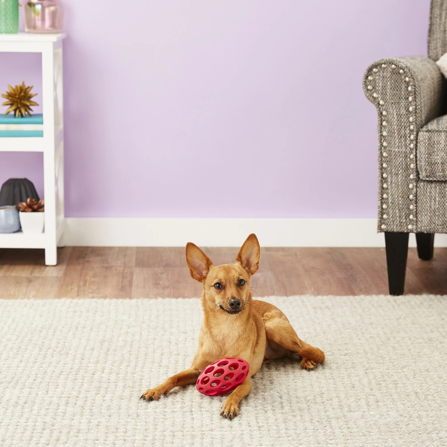 JW Pet Hol-ee Football Dog Toy, Color Varies 2 JW Pet Hol-ee Football Dog Toy, Color Varies - Image 2