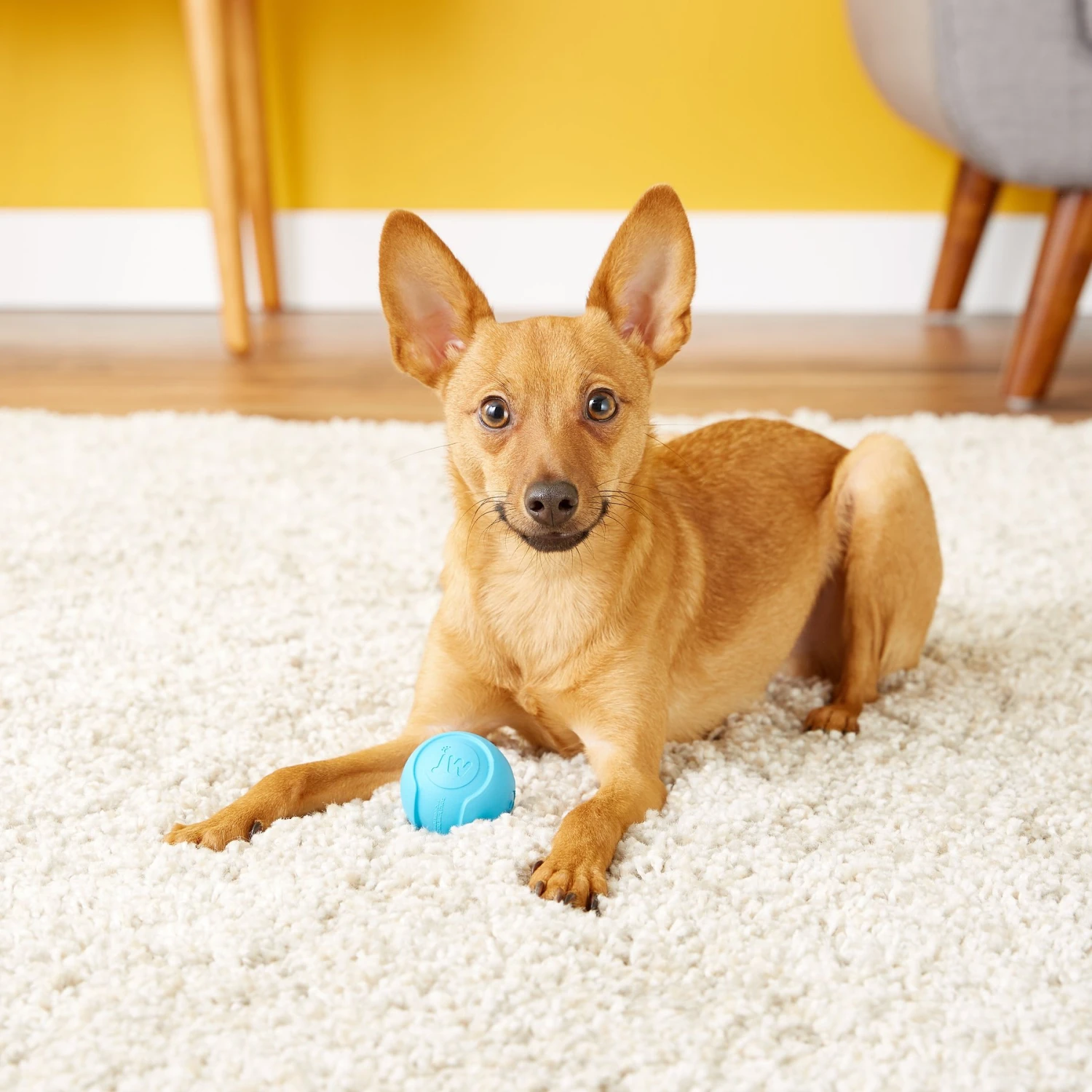 JW Pet ISqueak Bouncin' Baseball Dog Toy, Color Varies 2 JW Pet ISqueak Bouncin' Baseball Dog Toy, Color Varies - Image 2