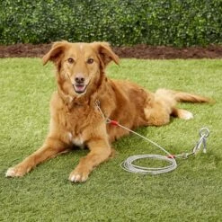 Aspen Pet Medium Tie-Out Cable -PetSafe Kong Shop 71086 PT8. AC SS1800 V1522176545