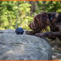 Monster K9 Dog Toys Ultra Durable Tumbler Interactive Dog Toy, Black -PetSafe Kong Shop 711342 PT4. AC SS1800 V1668809680