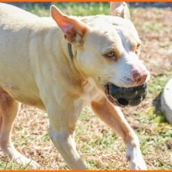 Monster K9 Dog Toys Ultra Durable Tumbler Interactive Dog Toy, Black -PetSafe Kong Shop 711342 PT5. AC SS1800 V1668809679