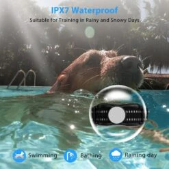 Petdiary Rechargeable Advanced Remote Training Dog Collar, Black/Silver, Medium 16 Petdiary Rechargeable Advanced Remote Training Dog Collar, Black/Silver, Medium -PetSafe Kong Shop 711582 PT7. AC SS1800 V1671733250