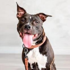 WAUDOG Re-Cotton Recycled Material Dog Leash -PetSafe Kong Shop 716190 PT5. AC SS1800 V1670015371