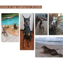 PATPET P620B 2000-foot Adult Dog Training Shock Collar With Remote -PetSafe Kong Shop 716662 PT6. AC SS1800 V1669679836