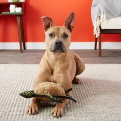 Tuffy's Ocean Creatures Burtle Turtle Plush Dog Toy -PetSafe Kong Shop 72169 PT4. AC SS1800 V1589493384