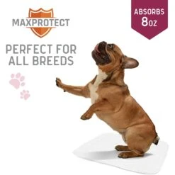 Chew + Heal Max Protect Softies Reusable Dog Pee Pads 11 Chew + Heal Max Protect Softies Reusable Dog Pee Pads -PetSafe Kong Shop 722694 PT4. AC SS1800 V1675194549