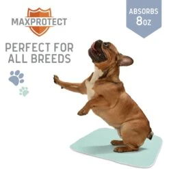 Chew + Heal Max Protect Pawformance Reusable Dog Pee Pads, 34x 36-in 13 Chew + Heal Max Protect Pawformance Reusable Dog Pee Pads, 34x 36-in -PetSafe Kong Shop 722758 PT5. AC SS1800 V1670969417