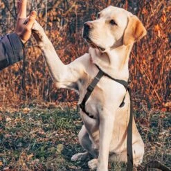 WAUDOG Waterproof Dog Harness With QR Tag 10 WAUDOG Waterproof Dog Harness With QR Tag -PetSafe Kong Shop 723630 PT4. AC SS1800 V1672242859