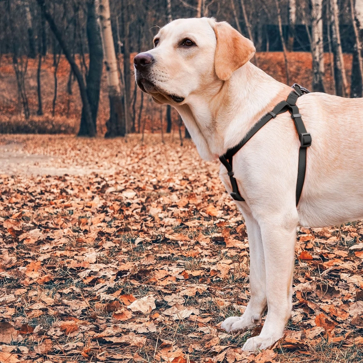 WAUDOG Waterproof Dog Harness With QR Tag 6 WAUDOG Waterproof Dog Harness With QR Tag - Image 6