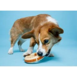 Hartz Chew 'n Clean Ring Dog Toy, Medium -PetSafe Kong Shop 731678 PT5. AC SS1800 V1670512762