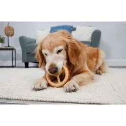 Hartz Chew 'n Clean Ring Dog Toy, Medium -PetSafe Kong Shop 731678 PT6. AC SS1800 V1670517622