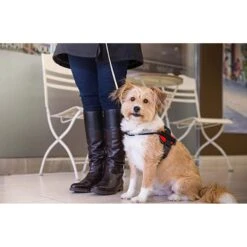 Industrial Puppy Reflective Hook & Loop Strap Dog Harness -PetSafe Kong Shop 732654 PT5. AC SS1800 V1670512703