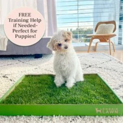 DoggieLawn Large Natural Real Grass Dog Pee Pad, 24-in X 24-in -PetSafe Kong Shop 734878 PT4. AC SS1800 V1670605091