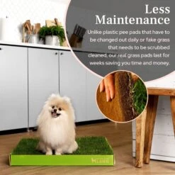 DoggieLawn Large Natural Real Grass Dog Pee Pad, 24-in X 24-in -PetSafe Kong Shop 734878 PT5. AC SS1800 V1670605089