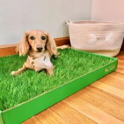 DoggieLawn Large Natural Real Grass Dog Pee Pad, 24-in X 24-in -PetSafe Kong Shop 734878 PT7. AC SS1800 V1670605074