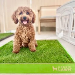 DoggieLawn Large Natural Real Grass Dog Pee Pad, 24-in X 24-in -PetSafe Kong Shop 734878 PT8. AC SS1800 V1670605091
