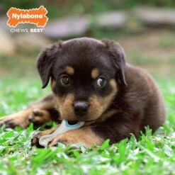 Nylabone Puppy Power Chew Knuckle Bone & Pop-In Puppy Treat Toy Combo -PetSafe Kong Shop 737846 PT2. AC SS1800 V1672935651