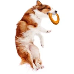 Nylabone Power Play Super Flyer Gripz Disc Dog Toy, One Size -PetSafe Kong Shop 737950 PT7. AC SS1800 V1672930487