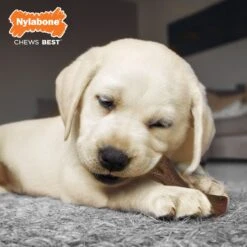 Nylabone Puppy Chew Stages Triple Pack Chewy Toys Puppy Stages Triple Pack -PetSafe Kong Shop 737998 PT7. AC SS1800 V1693419925